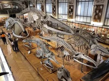 National Museum of Natural History